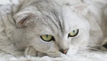 衢州最新公积金卡提取现金方法app方法分析(最方便真实的衢州公积金卡怎样从手机里取出来?方法)